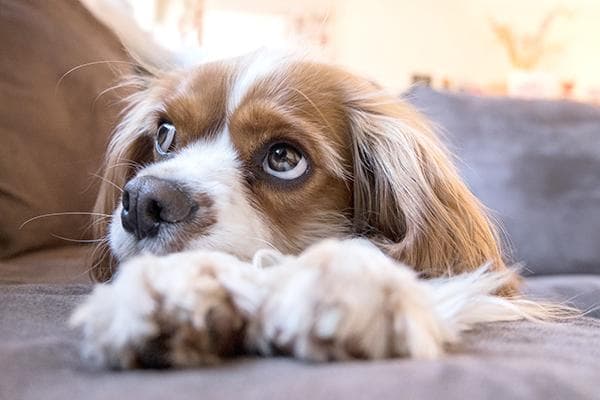狗狗常见五官疾病：青光眼、白内障和干眼症的症状与预防