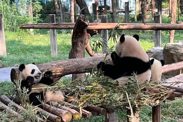 重庆动物园游玩攻略：最佳游玩时长与路线规划