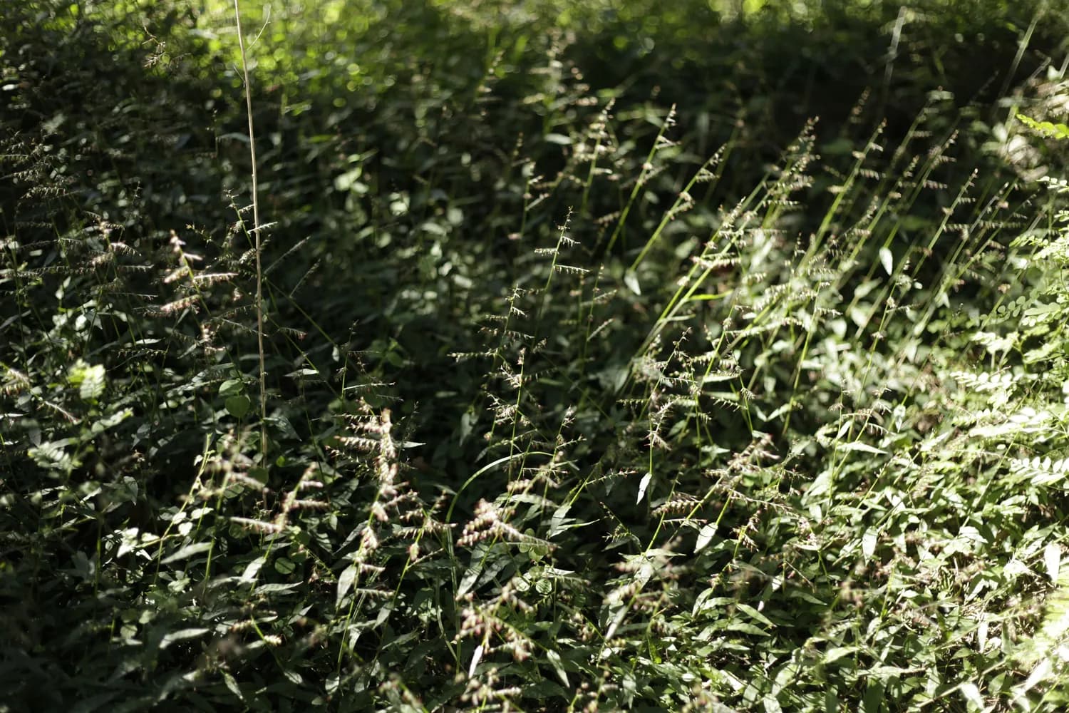 东北肾精草：传统功效与现代研究的碰撞