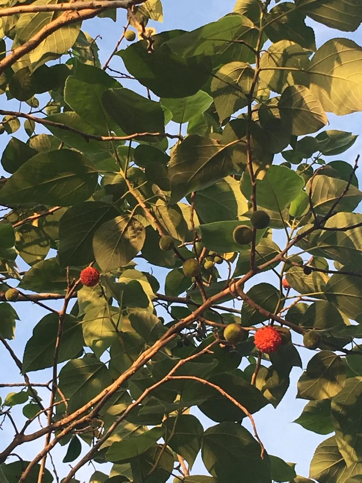 构桃：一种野生果实的前世今生