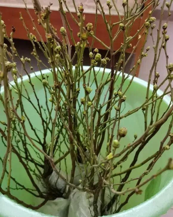 养了3年的蓝莓终于挂果，这份养护攻略新手必看