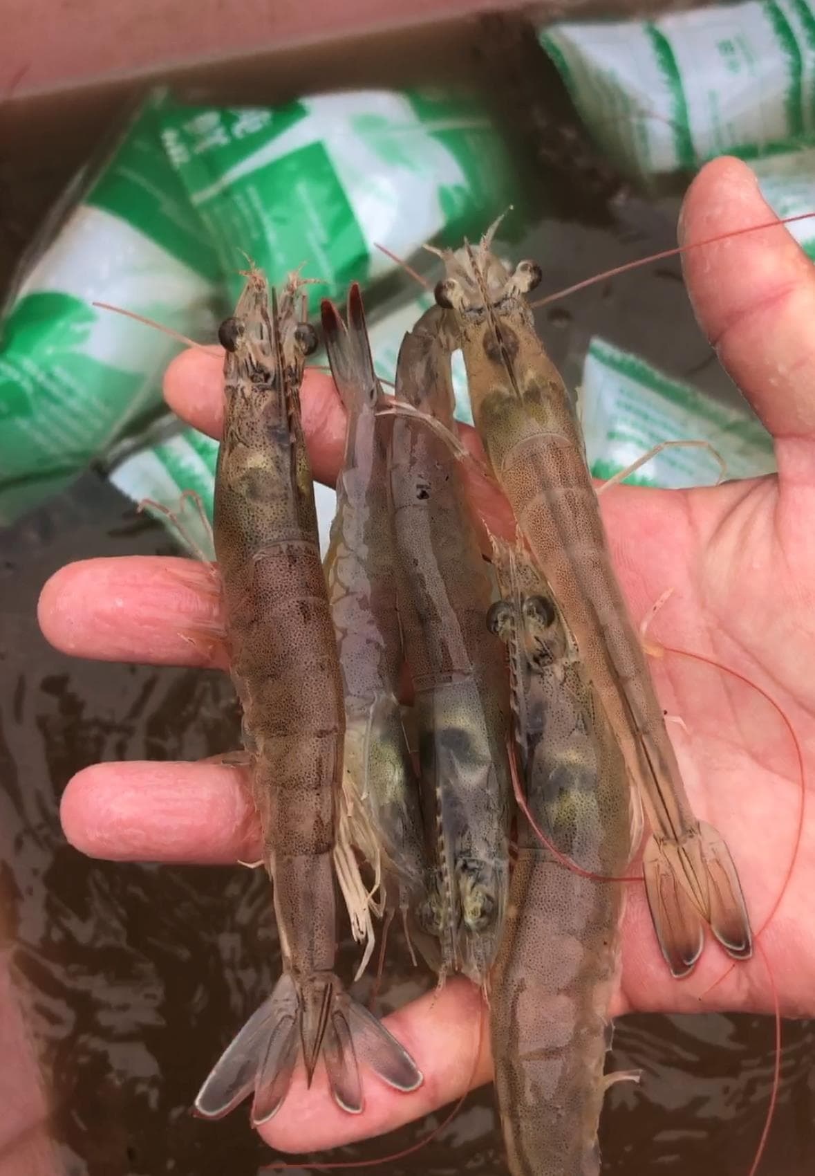 虾肝肠孢子虫病的防治措施