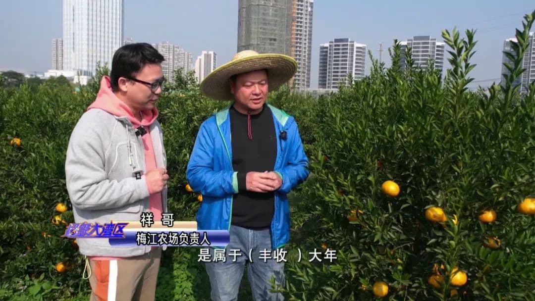又到晒陈皮时，走进江门新会感受村村晒皮的壮观景象