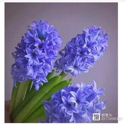 风信子的花语是什么？它有什么寓意？
