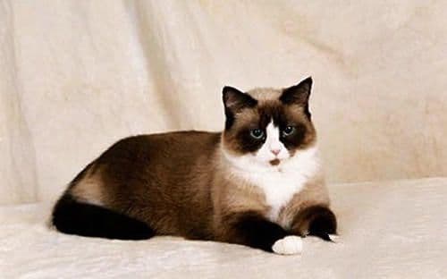 小猫咪一直叫怎么办？