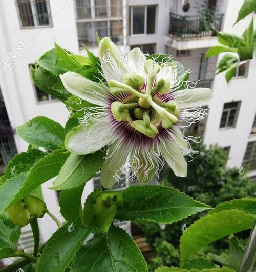 百香果——常绿植物的美味果实（探寻百香果的常绿特性及营养价值）