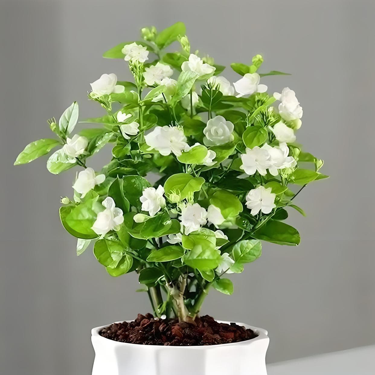 茉莉花冬天怎么养？一篇文章带你掌握盆栽茉莉的冬季养护干货！