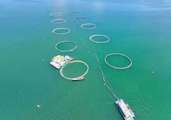 青海：传统渔业数智化升级 让三文鱼走向世界