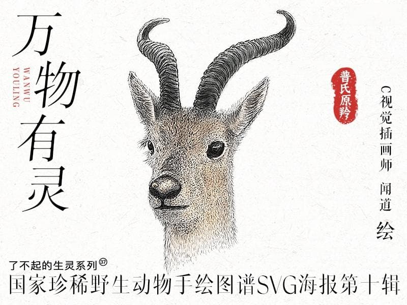 C视觉插画师手绘国家一级保护动物图谱，展现我国生物多样性之美