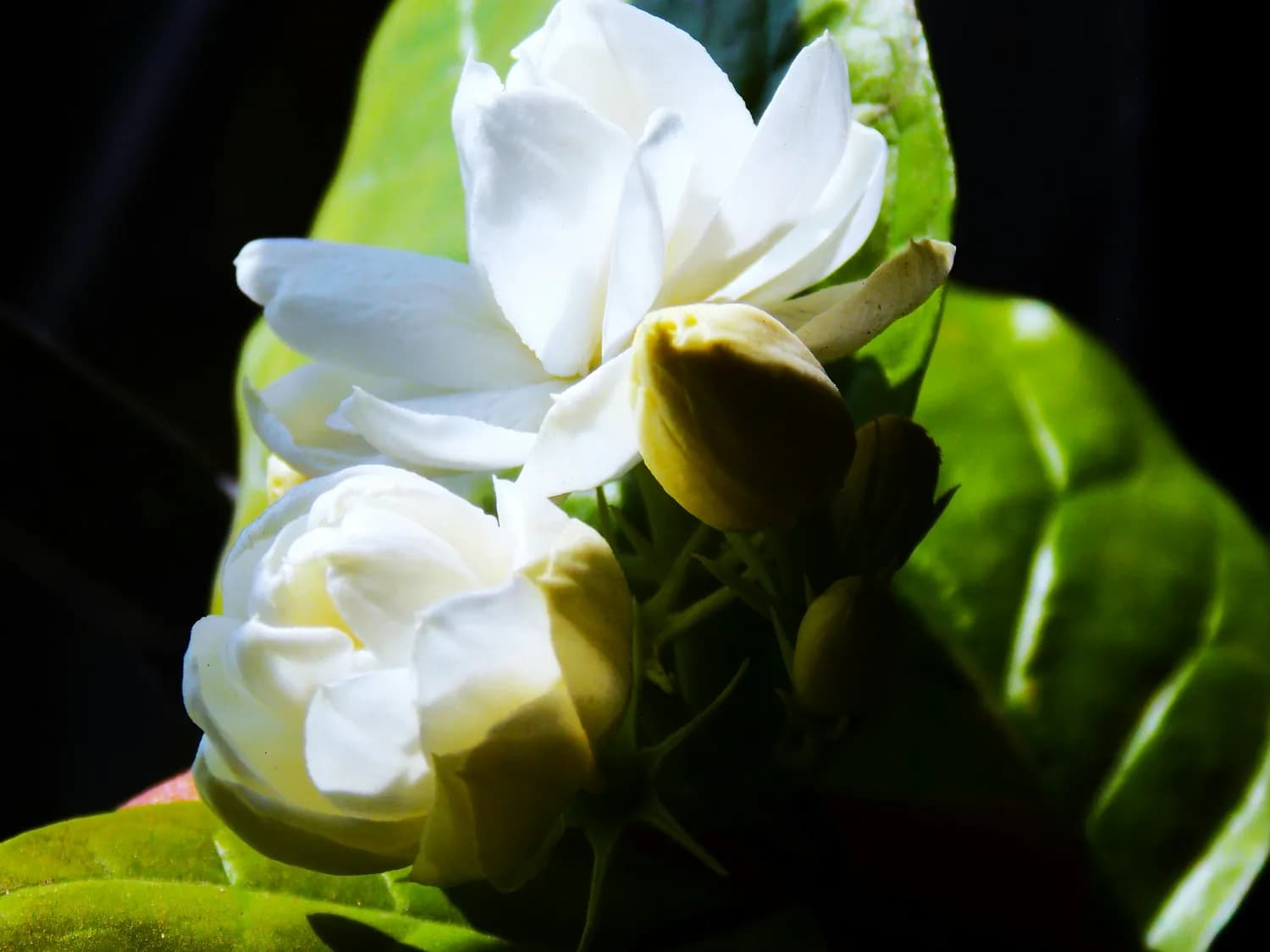 秋冬季节喝什么？栀子花茶的养生功效与饮用注意事项