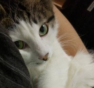 流浪猫与野猫的区别：如何判断一只猫是否适合被收养？