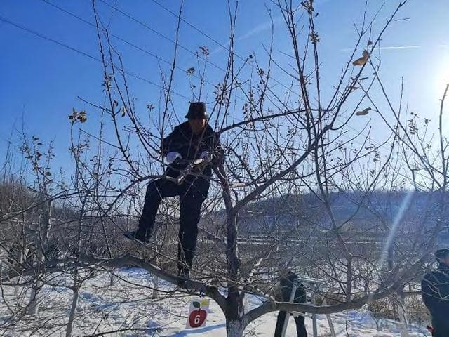 山地苹果园高效管理技术
