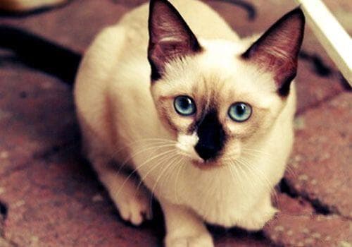暹罗猫日常护理全攻略：从猫爪到耳部的全方位呵护