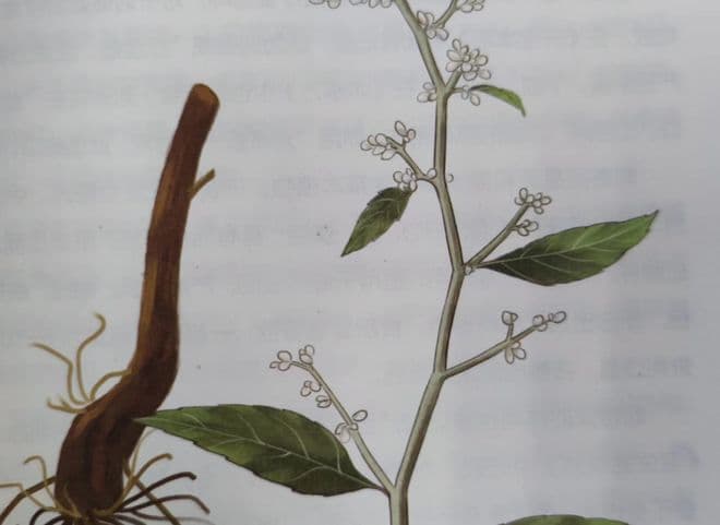 刘寄奴：一种以古代皇帝命名的神奇草药