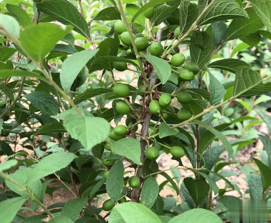 揭秘自然中的补钙宝藏：被誉为“钙果”的野果，食疗双重功效