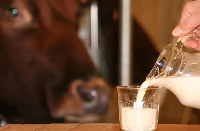 牛初乳食用指南：食用量、方法及注意事项全解析