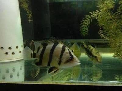 虎鱼趴缸的原因及解决方法：虎鱼倒在鱼缸底可能有多种原因及相应的解决办法及解决办法