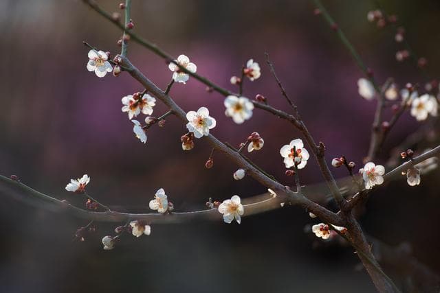 梅花花语象征与寓意：一份优雅而坚韧的礼物