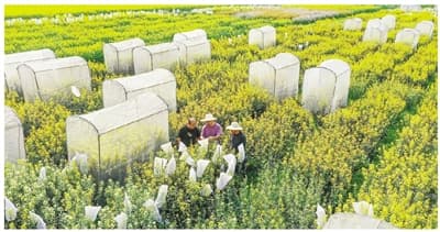 德清多彩油菜花：从颜值到产值的致富经