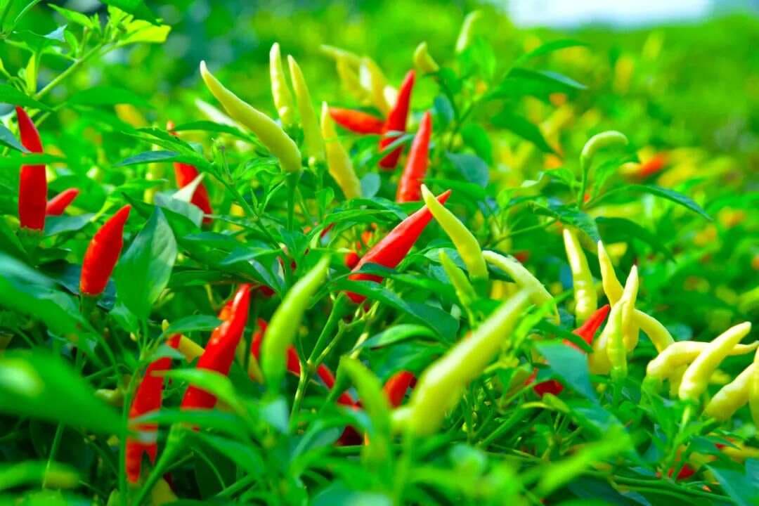 服中药时忌服辛辣食物指什么？