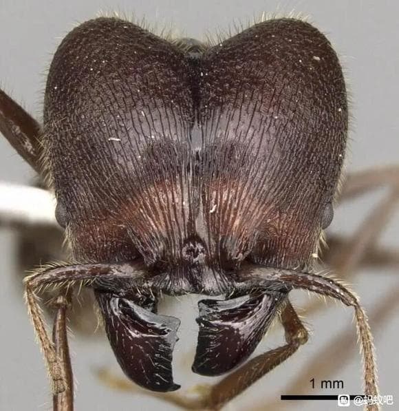 大头蚁属（Pheidole）图鉴