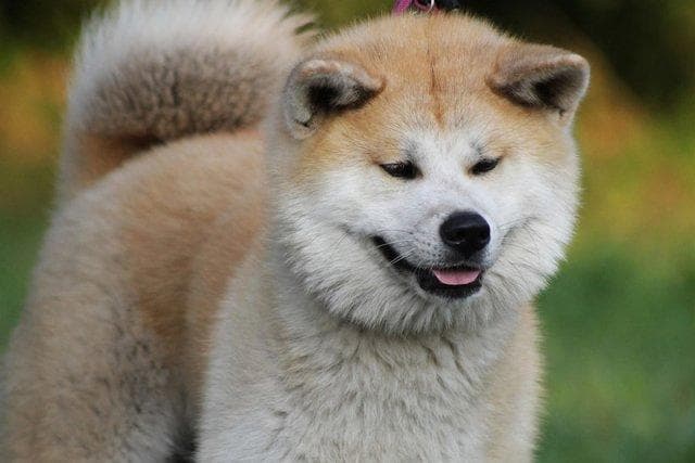 超大型犬有哪些品种 适合家养的霸气巨型犬有哪些