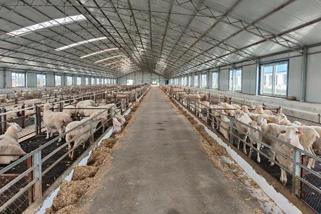 科技助力肉羊育种“闯”新路