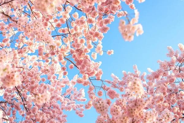 合肥赏樱全攻略：11个最佳赏樱地点推荐