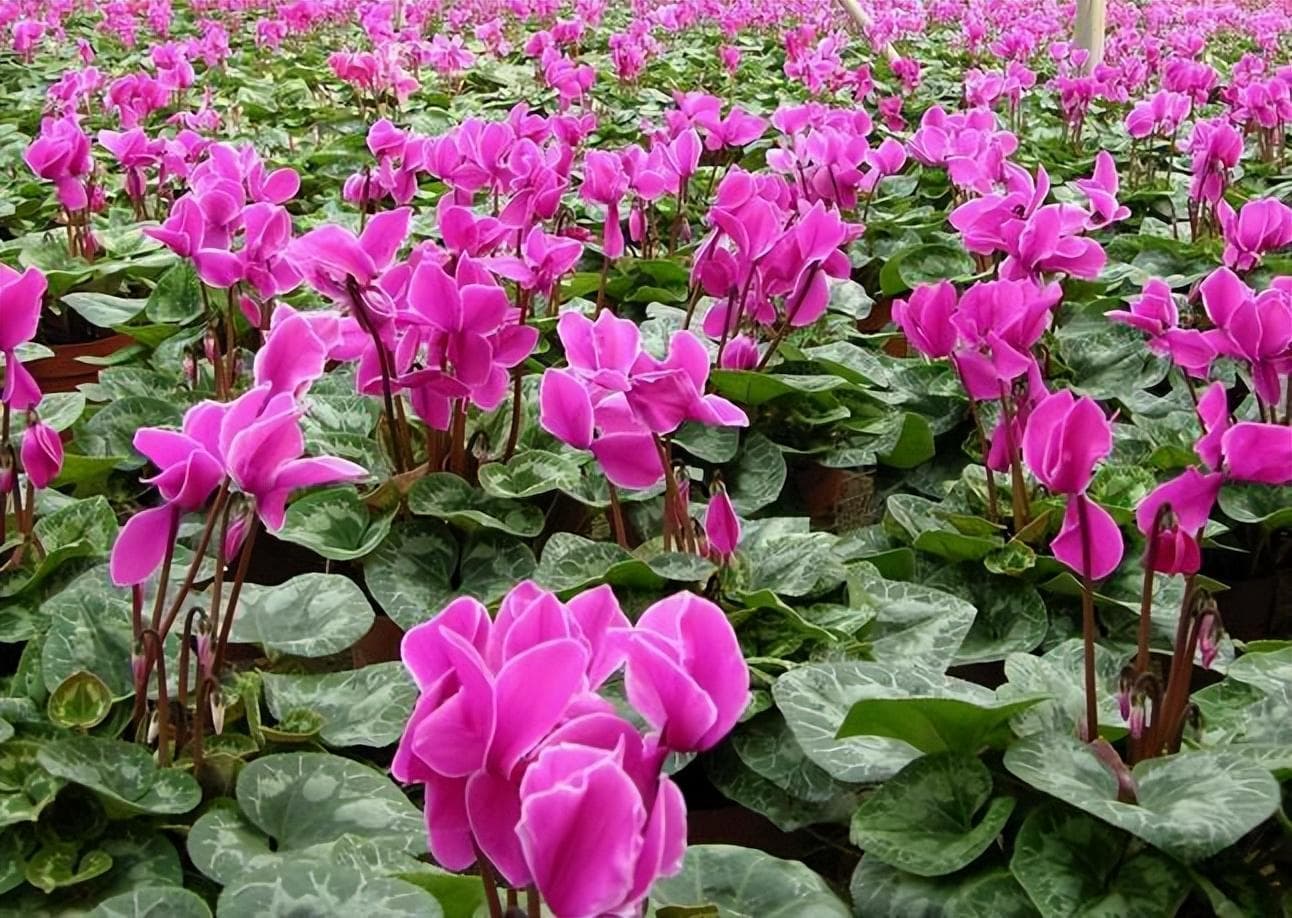 仙客来的种植方法和技巧