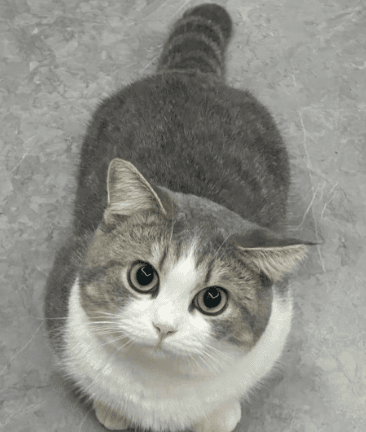 猫总是打喷嚏怎么回事？揭秘常见原因及处理方法