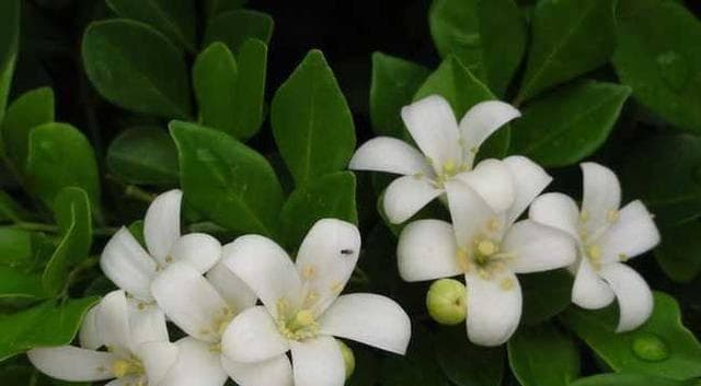 九里香不开花是什么原因？如何解决？