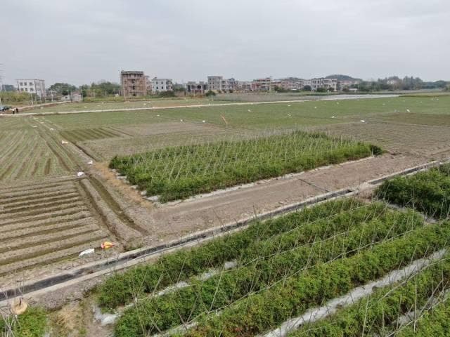 抢抓农时！广东沃野掀起春耕备耕热潮