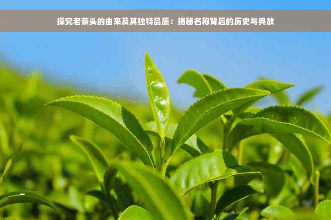 探究老茶头的由来及其独特品质：揭秘名称背后的历史与典故