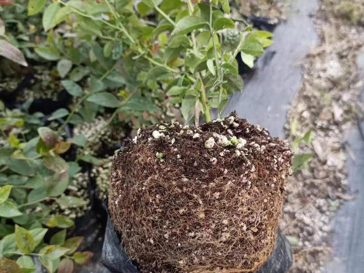 矮丛蓝莓的种植指南