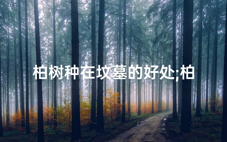 柏树种在坟墓的好处：从传统文化到风水学的多重价值