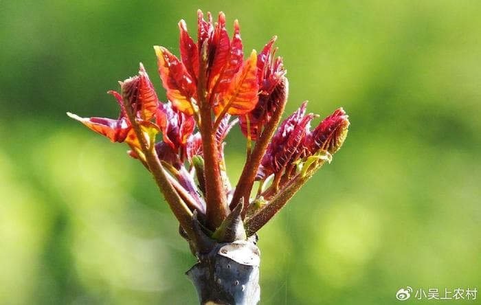 椿树又叫香椿，嫩芽做菜吃，木材做家具建材，果实香铃子还能入药