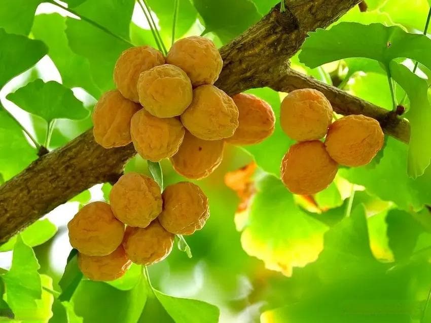立秋时节的传统美食：白果、银耳和板栗的营养价值与烹饪指南