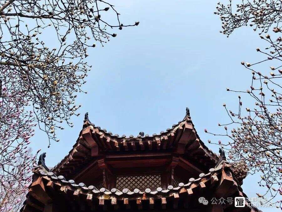 从光影到构图，拍出绝美玉兰