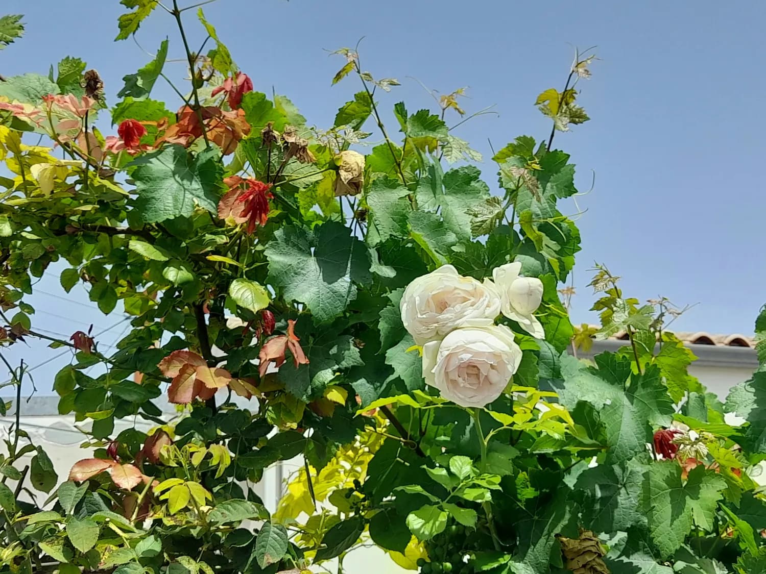 秋冬养花神器：自制高效月季生根剂