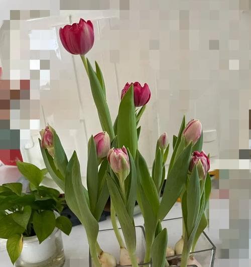 郁金香什么时候开花？花期养护要点及花语含义是什么？