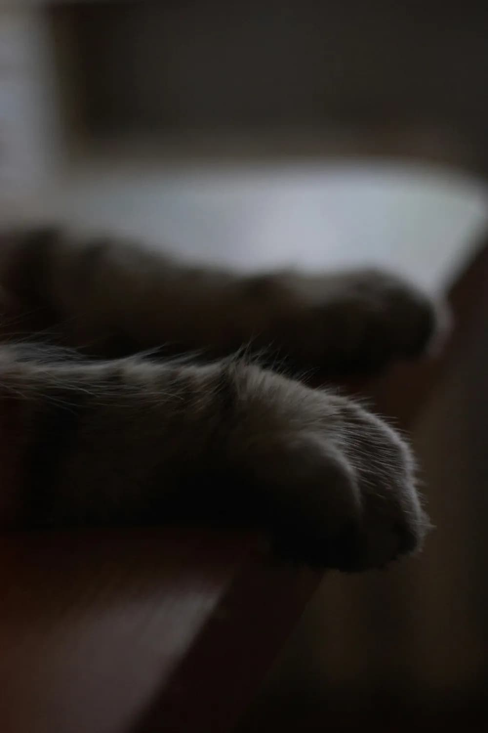 猫咪抬爪的秘密：一个动作背后的六种解读