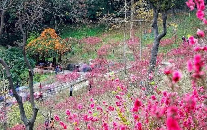 北京秋日赏花攻略：漫步花海，感受京城秋日浪漫！
