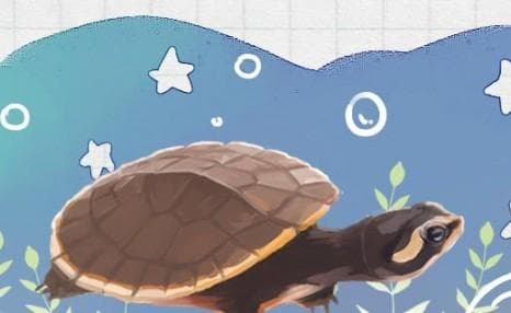 圆澳龟深水还是浅水养殖（圆澳龟适合水深多少）