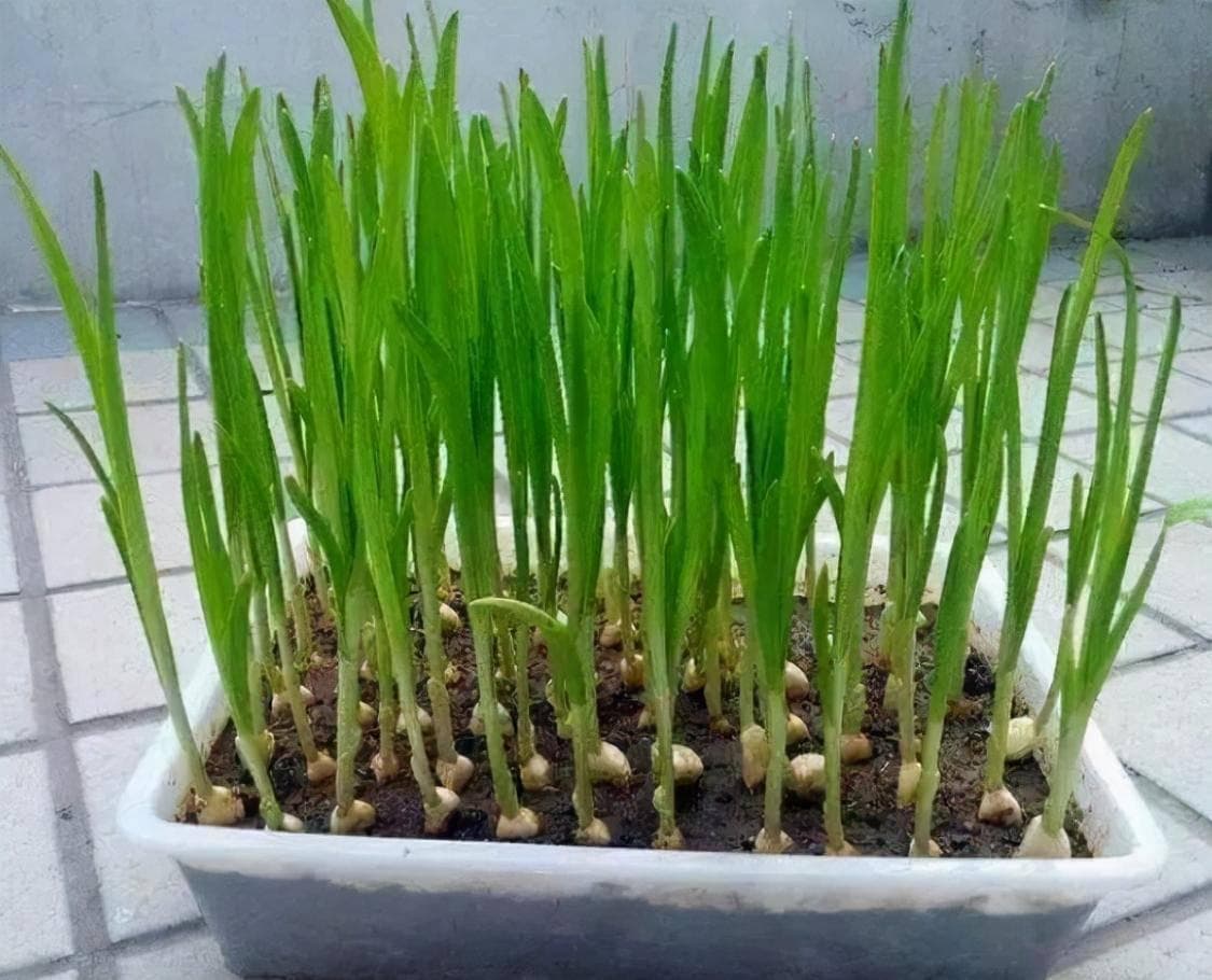 如何种植蒜苗？从种子到苗：完整流程解析