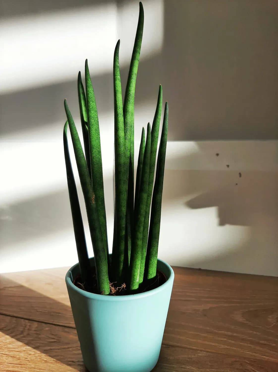 弗兰·贝利推荐：盆景养护治愈生活