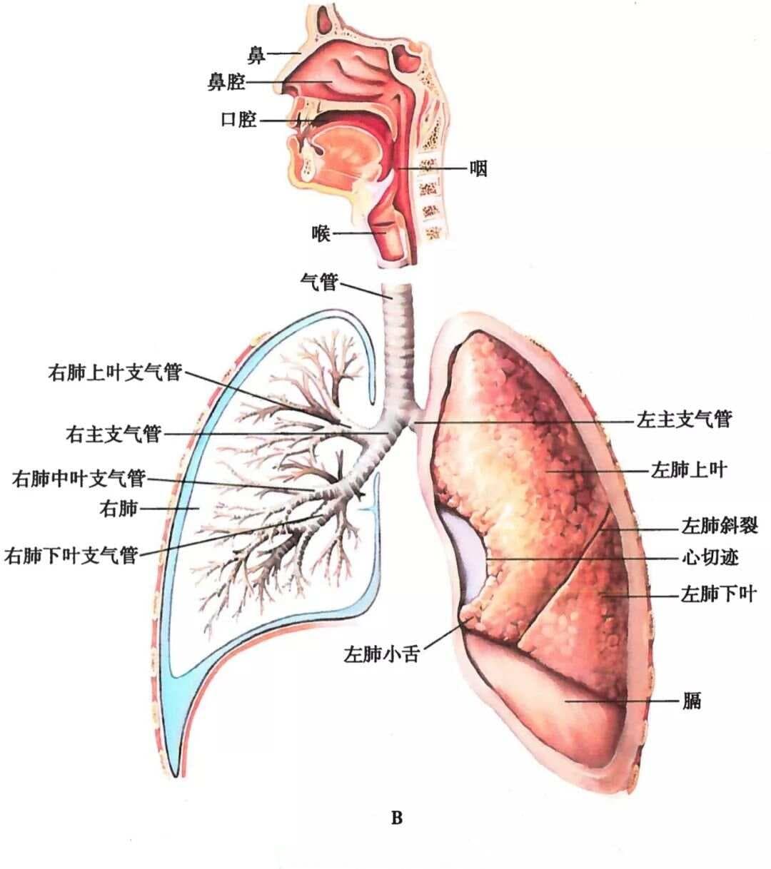 【急救】咯血患者的紧急处置