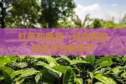 红茶配桑葚：清热润肠功效佳，三种饮用方法详解