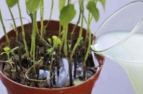 淘米水发酵多久浇花最好？淘米水变废为宝