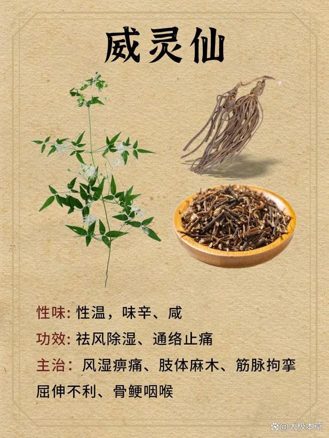威灵仙：小小药材，大大能量！祛风湿、止疼痛、通经络