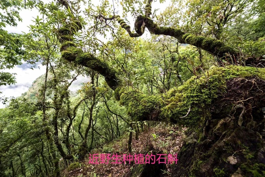 全面推深做实林长制 筑牢生态安全防护网|案例⑱ —— 龙陵：中国紫皮石斛之乡